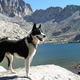 Illustration for article titled My Dog Treed A Mountain Lion